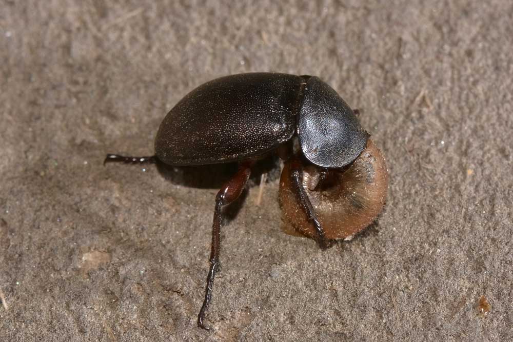Silphidae predatrici - Ablattaria laevigata